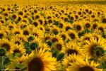 sites/ricettario-bimby.it/files/Girasoli_IMG_0053_1000px.jpg