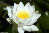 sites/ricettario-bimby.it/files/fiore_0.jpg