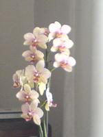 sites/ricettario-bimby.it/files/orchidea_.JPG