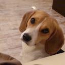 Profile picture for user SNOOPY