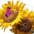 Profile picture for user SunflowerLu