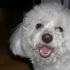 Profile picture for user simonetta greco