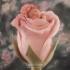 Profile picture for user maria paola robertiello bimby