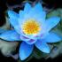 fiorellinoazzurro2 avatar