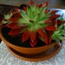 Profile picture for user chicca61