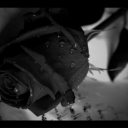 Profile picture for user BLACK ROSE
