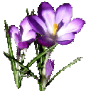 Profile picture for user Rosy May65