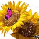 Profile picture for user SunflowerLu