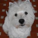 Profile picture for user SandraScotty