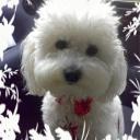 Profile picture for user DolceMilly