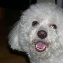 Profile picture for user simonetta greco