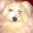 Profile picture for user TRICYA