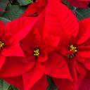 Profile picture for user STELLA_DI_NATALE84