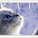 Profile picture for user annina1956