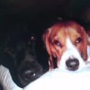Profile picture for user lovemydogs