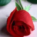Profile picture for user Rosalba48