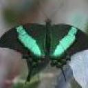 Profile picture for user verde.farfalla