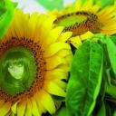 Profile picture for user palmagiuliana79@gmail.com