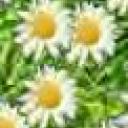 Profile picture for user Susanna68
