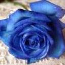 Profile picture for user ADELINA I.