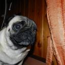 Profile picture for user Silvianna