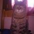 Profile picture for user Piccola stella80