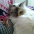 Profile picture for user silvia giorgi