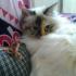 Profile picture for user silvia giorgi