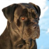 Profile picture for user Blakie