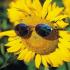 Profile picture for user girasole62