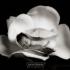 Profile picture for user silvia81