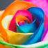 Profile picture for user antonella