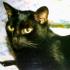 Profile picture for user BUONGUSTAIA73