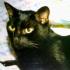 Profile picture for user BUONGUSTAIA73