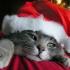 Profile picture for user SOFIA61