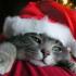Profile picture for user SOFIA61