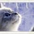 Profile picture for user annina1956