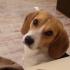 Profile picture for user SNOOPY
