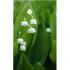 Profile picture for user 010956patti