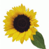 Profile picture for user gloria.barone@libero.it
